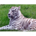 Fototapeta biały tygrys 104