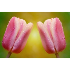 Fototapeta dwa tulipany 88