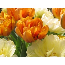Fototapeta kwiat, tulipany 286