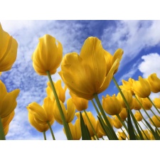 Fototapeta kwiat, tulipan 291