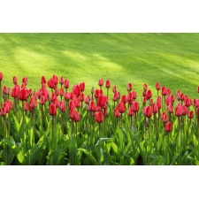 Fototapeta kwiat, tulipany 307