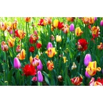 Fototapeta kwiat, tulipany 315