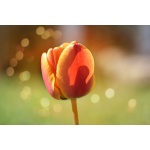 Fototapeta kwiat, tulipan 316