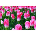 Fototapeta kwiat, tulipany 338