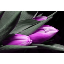 Fototapeta tulipany 72