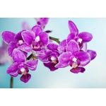 Fototapeta orchidea 2164