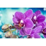 Fototapeta orchidea 2165