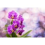 Fototapeta orchidea 2167