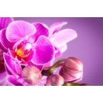 Fototapeta orchidea 2175