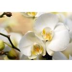 Fototapeta orchidea 2181