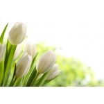 Fototapeta tulipany 2156