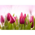 Fototapeta tulipany 2157