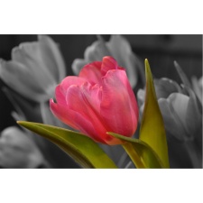 Fototapeta tulipan 73