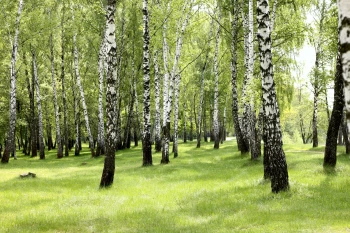  Fototapeta brzoza 4464
