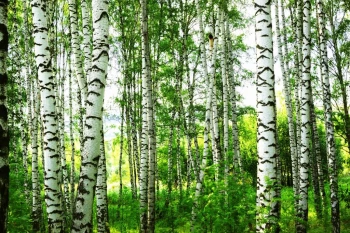  Fototapeta brzozy 2270