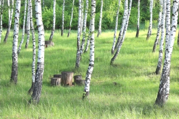  Fototapeta brzozy 4201