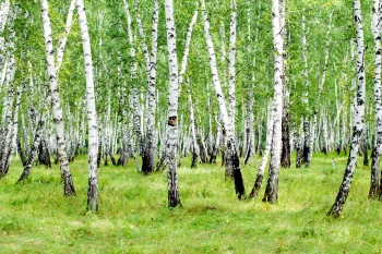  Fototapeta brzozy 4470