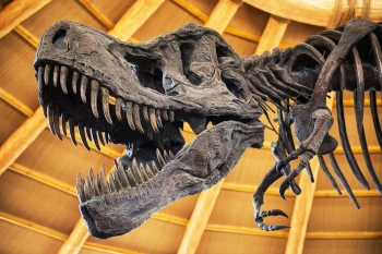  Fototapeta dinozaur 4295