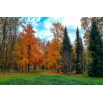 Fototapeta drzewa jesienią 723