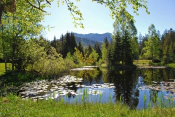  Fototapeta góry, staw, las 647