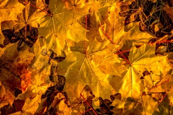  Fototapeta jesień liście 738