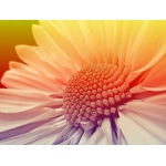 Fototapeta kwiat, gerbera 284