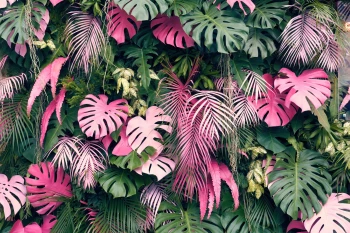  Fototapeta kwiaty, monstera 5261