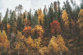  Fototapeta las, góry, widok 5133