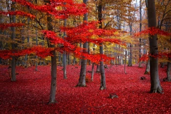  Fototapeta las jesienią 774a