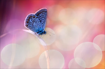  Fototapeta motyl 4374