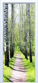  Fototapeta na drzwi brzozy 887