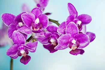  Fototapeta orchidea 2164