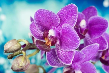 Fototapeta orchidea 2165