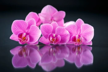  Fototapeta orchidea 2166