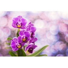 Fototapeta orchidea 2167