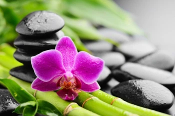  Fototapeta orchidea 2169