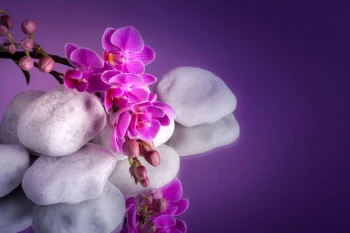  Fototapeta orchidea 2173