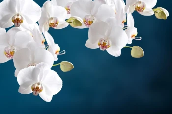  Fototapeta orchidea 2174