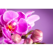 Fototapeta orchidea 2175