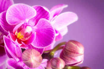  Fototapeta orchidea 2175