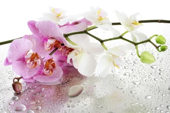  Fototapeta orchidea 2179