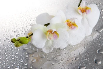  Fototapeta orchidea 2180