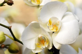  Fototapeta orchidea 2181