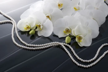  Fototapeta orchidea 2182