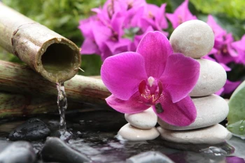  Fototapeta orchidea 2184