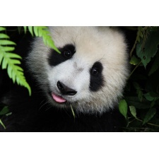 Fototapeta panda 481