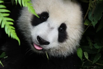  Fototapeta panda 481