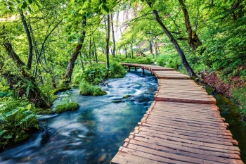 Fototapeta park, widok, las, strumyk 5130