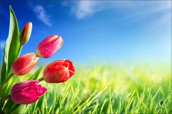  Fototapeta tulipan 2154