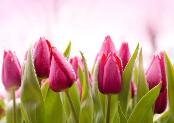  Fototapeta tulipany 2157